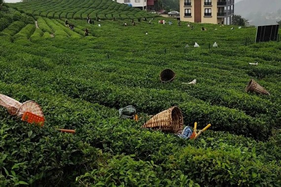 2026 Yılı Yaş Çay Alım Fiyatı Açıklandı! İşte Bakanlığın Belirlediği Rakam