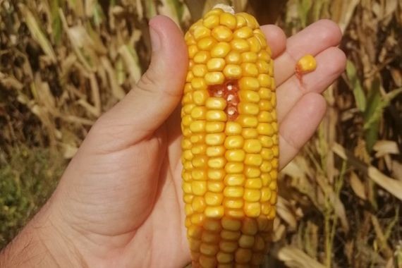 Mısır eken çiftçiye kötü haber: 3 milyon ton mısır ithalatı kararı