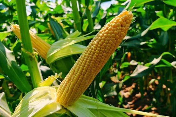 Mısırda 17 TL bekleyen çiftçiye kötü haber: O fiyat için kapı kapandı