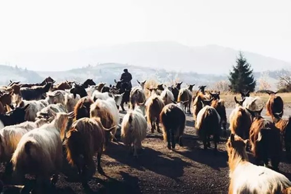 orman-yanginlarina-karsi-tarihi-yontem-keci-plani-yeniden-hayata-geciyor.jpg