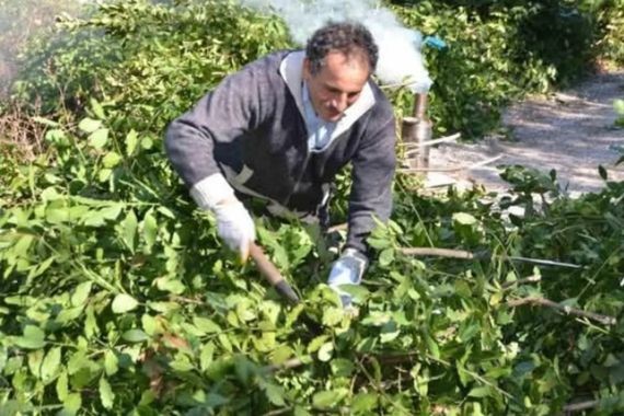 Ormandan toplanıyor; kilosu 300 lira.. Çin satın almak için milyonlarca dolar ödüyor!