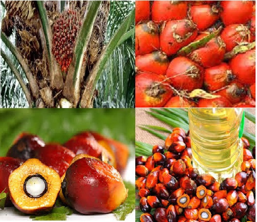 palm-oil-cooking-oil.jpg