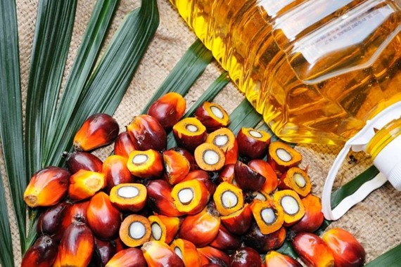 Palm Yağı ve Gluten Zararlı mı? Doğru Bilinen Yanlışlar!
