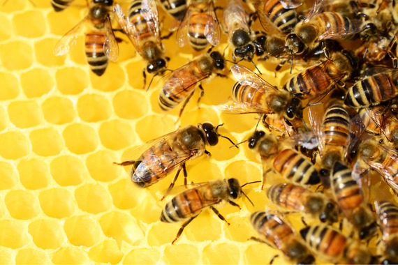 propolis-nedir-propolis-faydalari-nelerdir.png