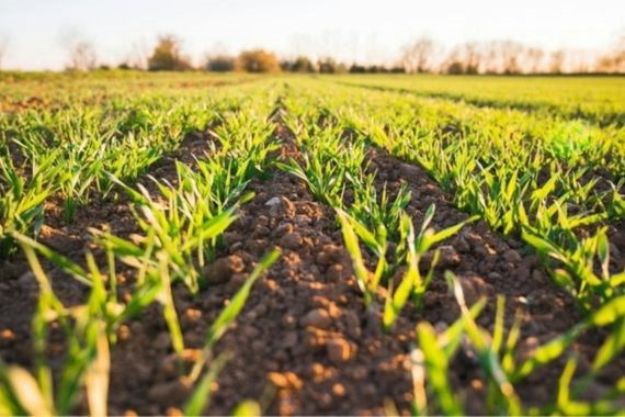 Gübre tedarikinde beklenen gelişme: Türkiye’ye özel kota geliyor
