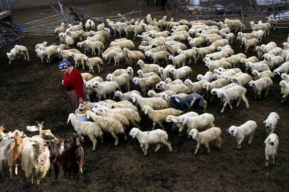 Köye Dönene Dev Destek: 100 Küçükbaş Hayvan ve Nakit Ödeme Başvuruları Başladı!
