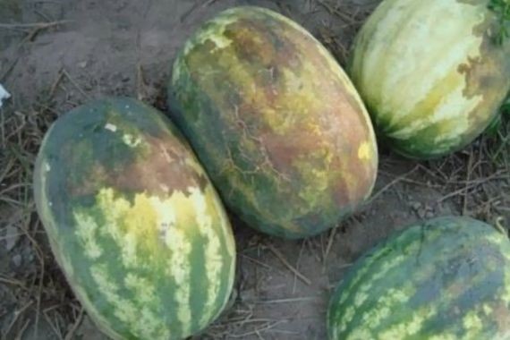 Suriye karpuzunda hastalık alarmı; ithalatı yasaklandı