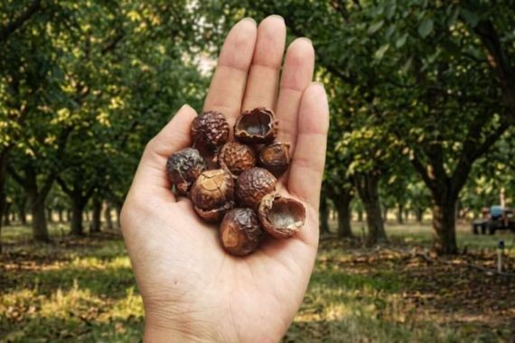 Bir kez dikiliyor 90 yıl ürün veriyor: Türkiye’de de hasat başladı