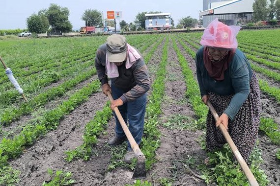 Tarlada Yeni Ücret dönemi: Günlük Yevmiye Açıklandı