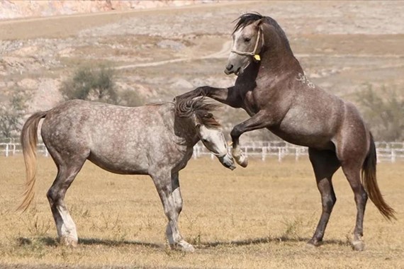 Satılık Safkan Arap Koşu Tayları: TİGEM 60 Tayı İhaleye Çıkarıyor!