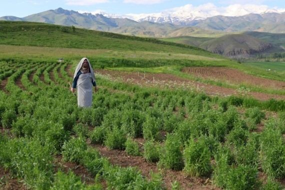 Bu otu eken köşeyi dönüyor: 20 dönümde milyonluk kazanç