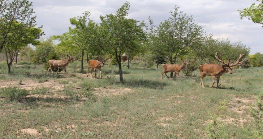 torku-kizil-geyiklere-yasam-alani-acti.jpg