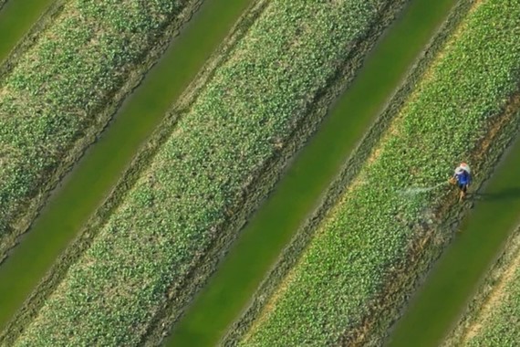 Türkiye’de sofralardan eksik olmuyor: Japonya’da hayat kurtardı