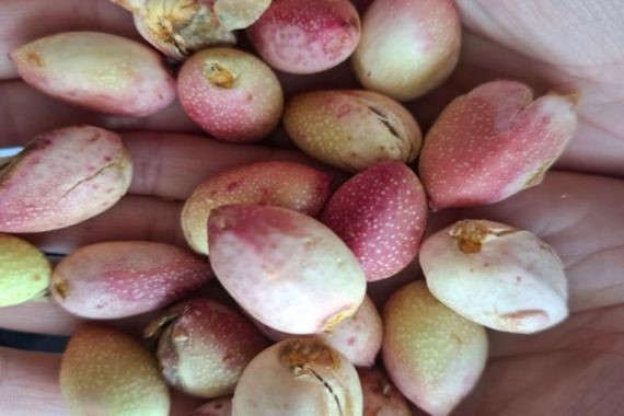 Türkiye'nin gizli hazinesi: İşlenmemiş haline talep yağıyor, kilosu 1200 lira