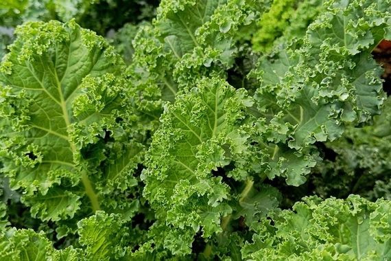 Türklerin bayıla bayıla tükettiği bu sebze Japonların hayatını kurtarmış