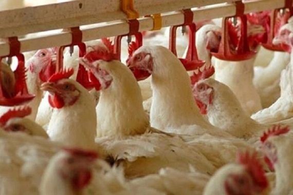 Ünlü tavuk markası iflas sonrası satışa çıkarıldı
