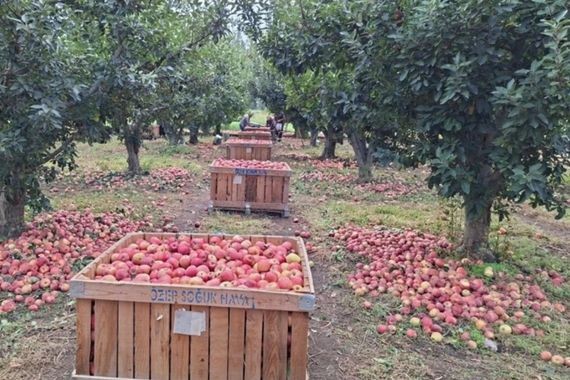 Üretici toplamadan bırakıyor: Elmanın market fiyatı bakın kaça çıkıyor