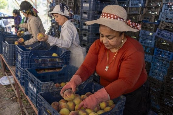 Üretici isyan etti: "100 kilo satsan iki tantuni yiyemezsin"