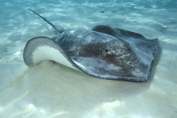 Vatoz Yenir mi? Vatoz Eti Tüketilir mi, Zehirli mi? İşte Bilinmesi Gerekenler