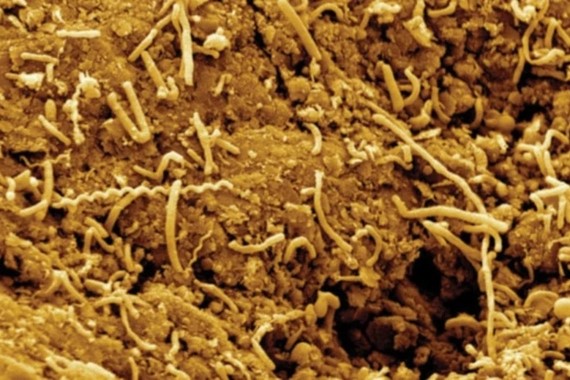 Yer kabuğunda yeni hareketlilik: Mikroplar yer kabuğundan yükseliyor