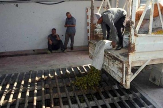 20 günde 80 bin lira kazandırıyor: 'Yeşil altın' hasadında rakam belli oldu