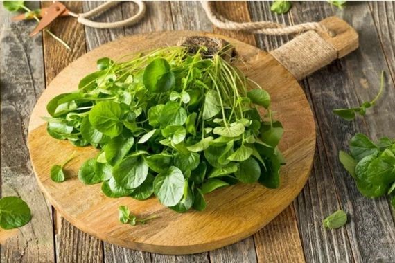 Yeşil yapraklı sebzelerde gıda güvenliği sorunu