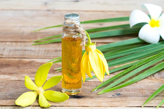 ylang-ylang-yagi-nedir-ylang-ylang-yagi-faydalari-nelerdir-ve-nasil-kullanilir-2025.jpg