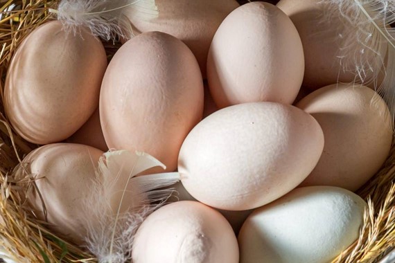 Market Sepetini Üzen Haber: Yumurtada Düşüş Bitti, Zam Rüzgarı Yeniden Başladı