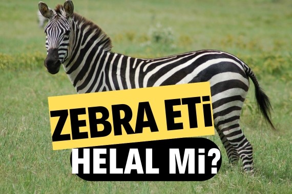 zebra-eti-helal-mi-zebra-eti-yemek-caiz-mi.jpg