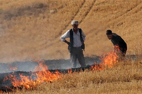 aniz-yakmak.jpg
