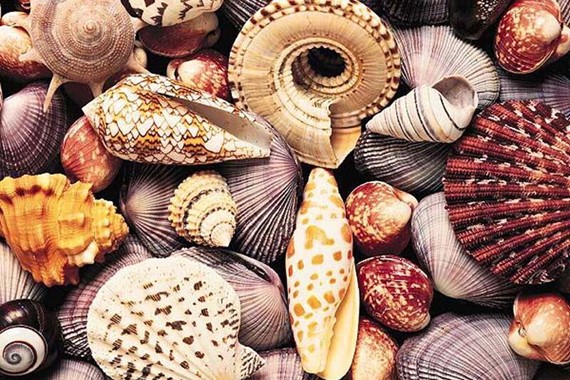 kabuklu-canlilar-deniz-gol.jpg