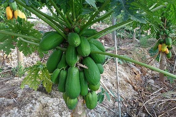 papaya-kilosu-2.jpg