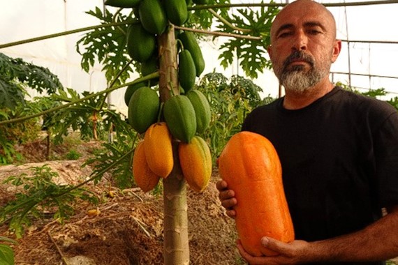 papaya-kilosu.jpg
