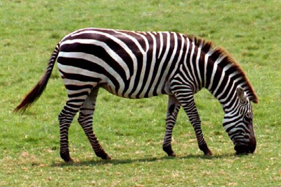 zebra-ulser.jpg