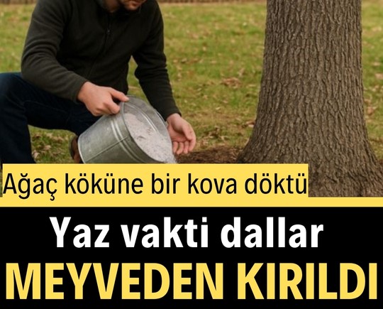 Ağaç köküne bir kova döktü, yazın dallar meyveden kırıldı