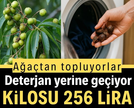 Ağaçtan topluyorlar, deterjan yerine geçiyor: Kilosu 256 lira