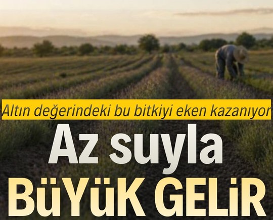 Altın değerindeki bu bitkiyi eken kazanıyor: Az suyla büyük gelir