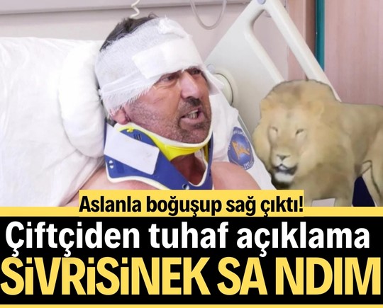 Aslanla boğuşup sağ çıktı! Tuhaf açıklama: “Sivrisinek sandım”