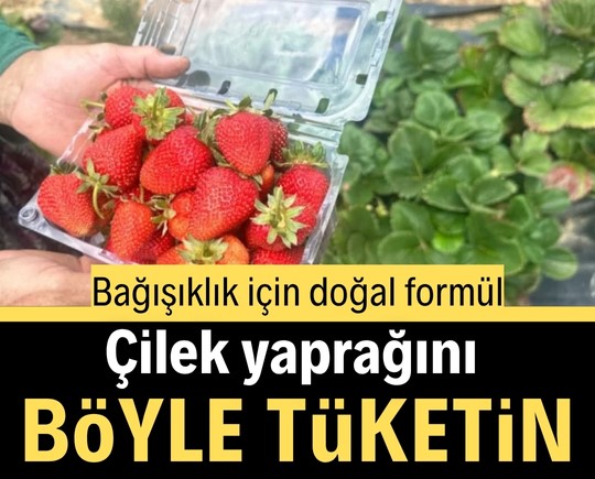 Bağışıklık için doğal formül: Çilek yaprağını böyle tüketin
