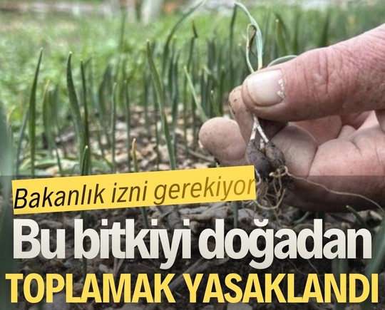 Bakanlık izni gerekiyor: Bu bitkiyi doğadan toplamak yasaklandı