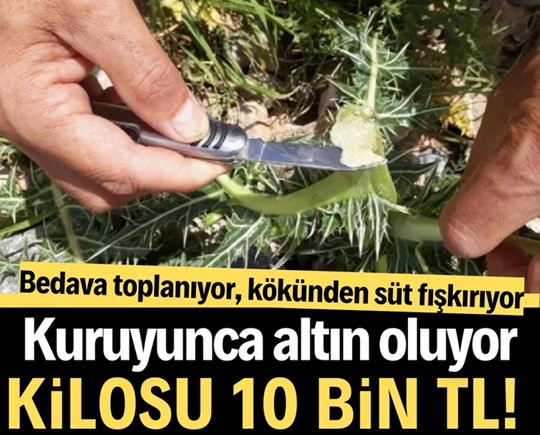 Bedava toplanıyor, kökünden süt fışkırıyor, kuruyunca altın oluyor: Kilosu 10 bin TL!
