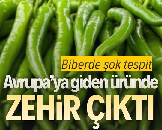 Biberde şok tespit: Avrupa’ya giden üründe zehir çıktı