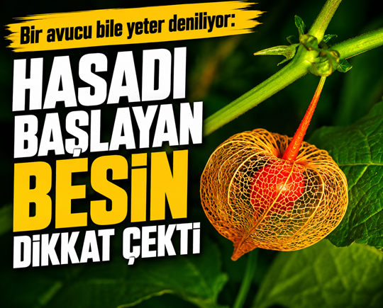 Bir avucu bile yeter deniliyor: Hasadı başlayan besin dikkat çekti