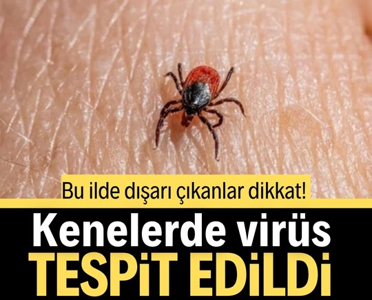 Bu ilde dışarı çıkanlar dikkat! Kenelerde virüs tespit edildi