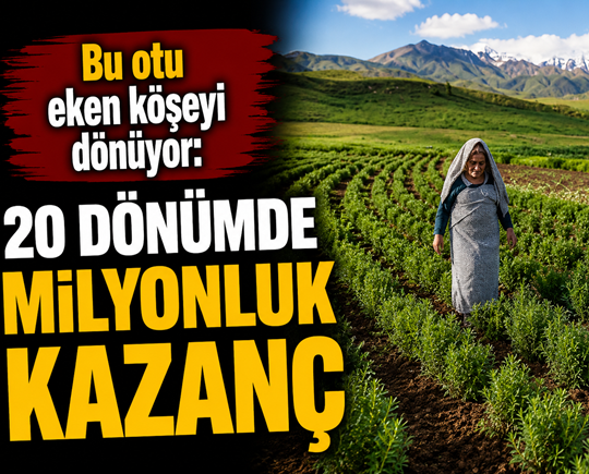 Bu otu eken köşeyi dönüyor: 20 dönümde milyonluk kazanç
