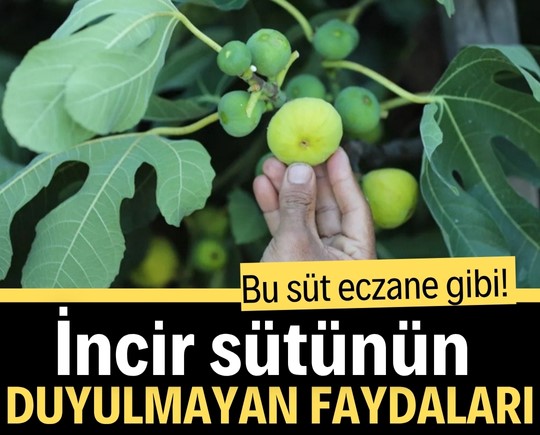 Bu süt eczane gibi! İncir sütünün duyulmayan faydaları