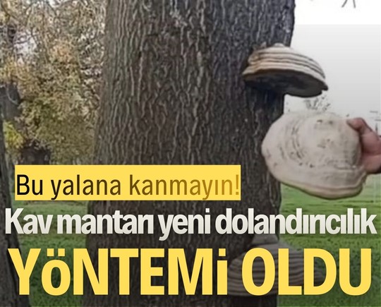 Bu yalana kanmayın! Kav mantarı yeni dolandırıcılık yöntemi oldu