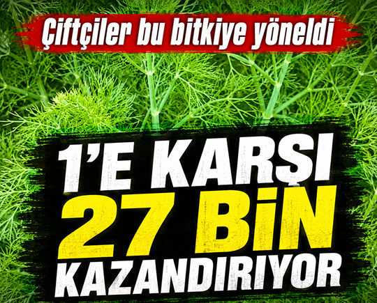 Çiftçiler bu bitkiye bayıldı: 1 harcıyorlar 27 bin katını kazanıyorlar