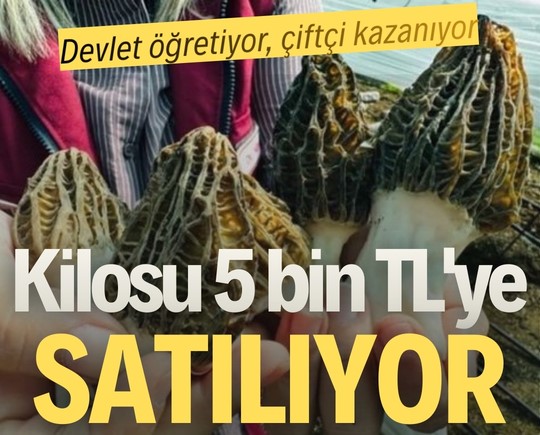 Devlet öğretiyor, çiftçi kazanıyor: Kilosu 5 bin TL'ye satılıyor