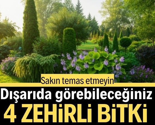 Dışarıda görebileceğiniz zehirli 4 bitki! Sakın temas etmeyin